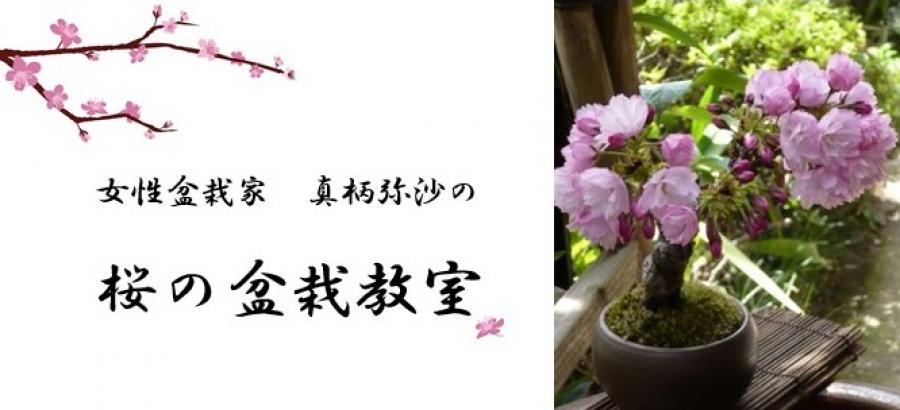 桜の盆栽教室~生きるアートBONSAI~